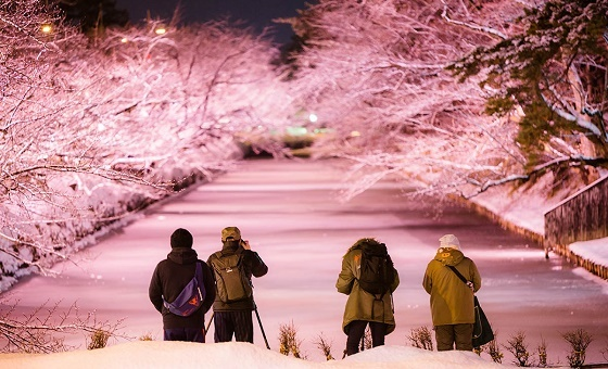 Ngắm “hoa anh đào tuyết” tại công viên lâu đài Hirosaki